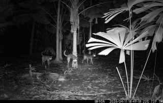 Camera Traps - April 2026