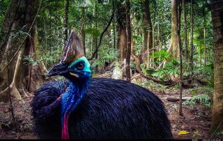 Camera Traps - April 2026