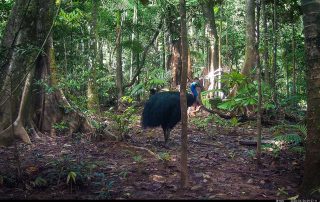Camera Traps - April 2026