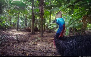 Camera Traps - April 2026