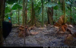 Camera Traps - April 2026