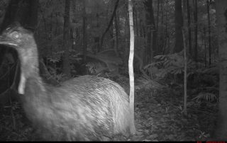 Camera Traps - August 2026