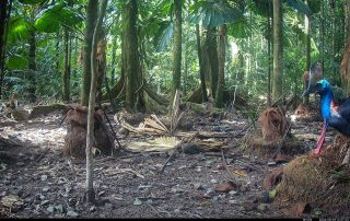 Camera Traps - August 2026