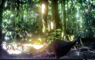 Camera Traps - August 2026
