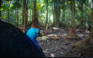 Camera Traps - August 2026