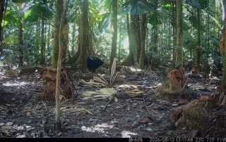 Camera Traps - August 2026