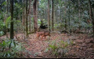 Camera Traps - August 2026