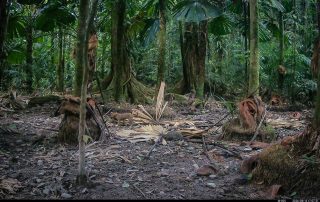 Camera Traps - August 2026