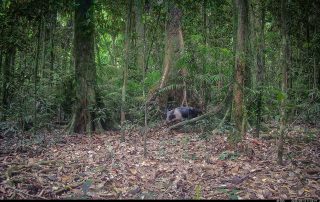 Camera Traps - August 2026