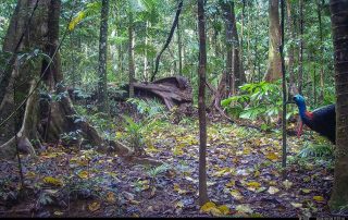 Camera Traps - August 2026