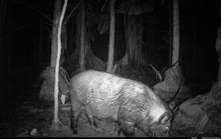 Camera Traps - August 2026
