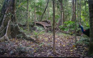 Camera Traps - August 2026