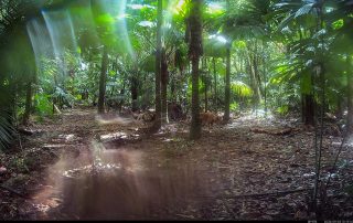Camera Traps - September 2026