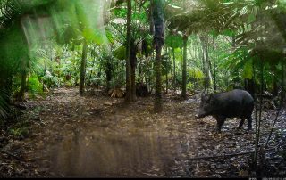 Camera Traps - September 2026