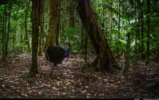 Camera Traps - September 2026