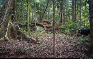 Camera Traps - September 2026