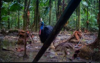 Camera Traps - September 2026