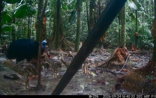 Camera Traps - September 2026
