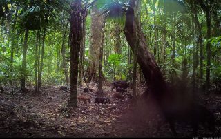 Camera Traps - September 2026