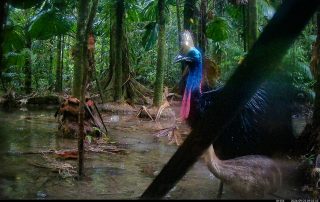 Camera Traps - September 2026