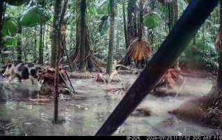 Camera Traps - September 2026