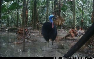 Camera Traps - September 2026