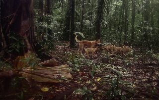 Camera Traps - September 2026