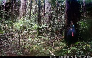 Camera Traps - September 2026